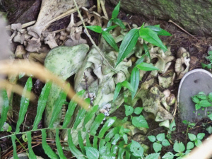 永嘉龙湾潭森林公园现神秘巨蟒 9米外看不见蛇尾-万荀网