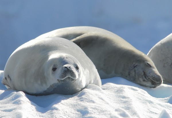 图片[3]-现实生活中难得一见的冰山美图-万荀网