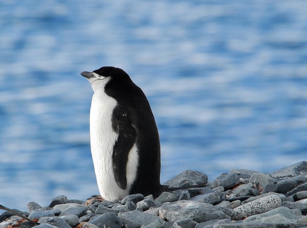 图片[6]-现实生活中难得一见的冰山美图-万荀网