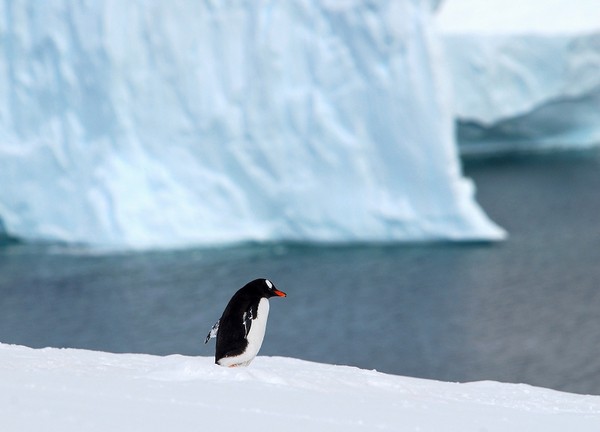 图片[11]-现实生活中难得一见的冰山美图-万荀网