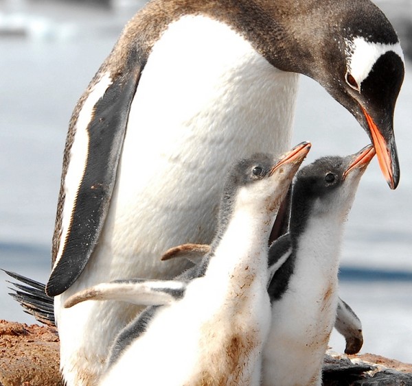 图片[12]-现实生活中难得一见的冰山美图-万荀网