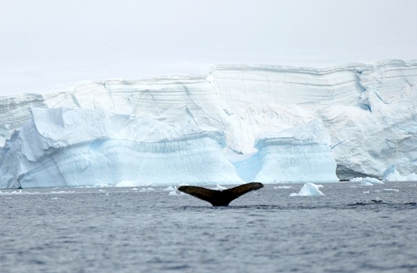 图片[13]-现实生活中难得一见的冰山美图-万荀网
