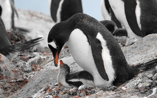 图片[14]-现实生活中难得一见的冰山美图-万荀网