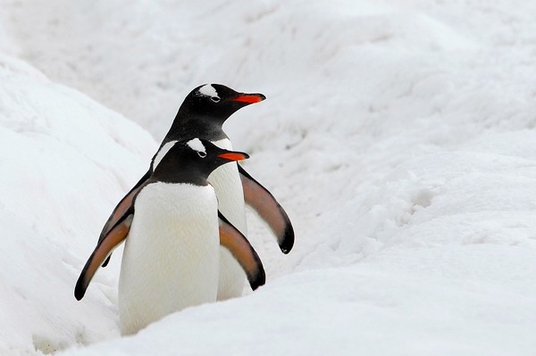 图片[17]-现实生活中难得一见的冰山美图-万荀网