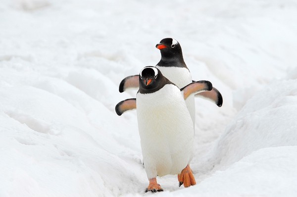 图片[18]-现实生活中难得一见的冰山美图-万荀网