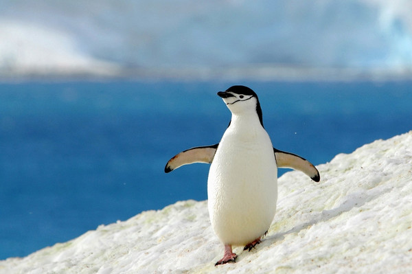 图片[19]-现实生活中难得一见的冰山美图-万荀网