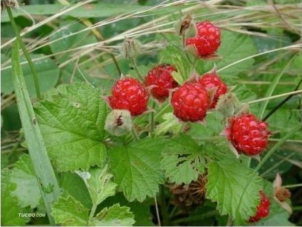 图片[37]-时不时想想-人生最有感觉的还是80后的童年-万荀网