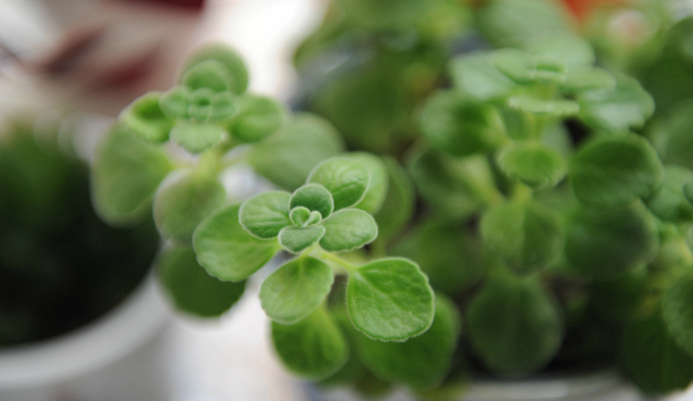 教大家碰碰香的养殖方法-万荀网