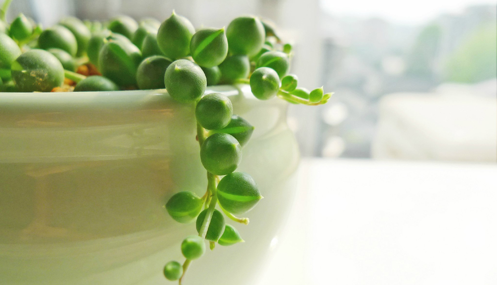 珍珠吊兰的养殖方法-万荀网