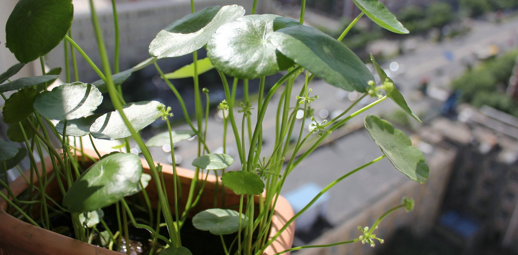 铜钱草的栽培方法-万荀网