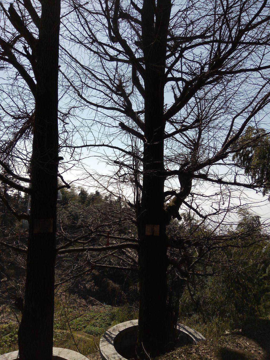 图片[15]-新年伊始-登山减脂，大雾深山行之【浮丘圣地】-万荀网