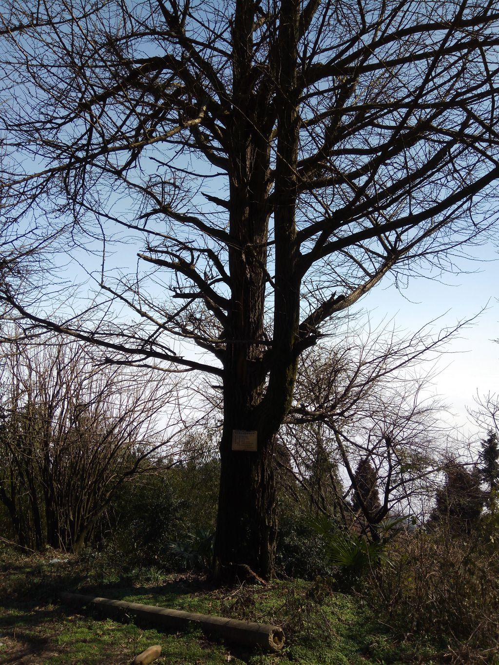图片[9]-新年伊始-登山减脂，大雾深山行之【浮丘圣地】-万荀网