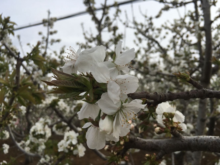 山东大樱桃新鲜水果，5斤装顺丰空运包邮只要168元-万荀网