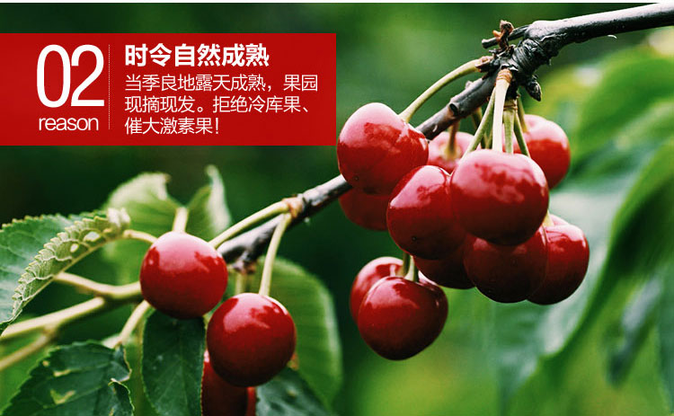 图片[4]-山东大樱桃新鲜水果，5斤装顺丰空运包邮只要168元-万荀网