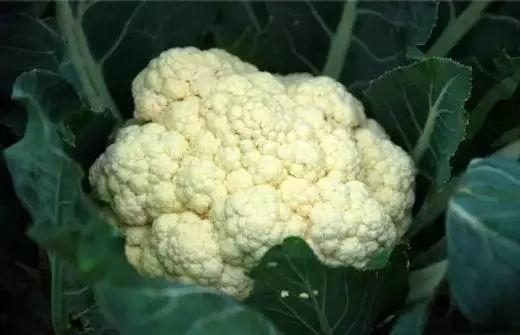 图片[8]-看了九大致命的爱好我们再来９条家庭养生技巧送给大家-万荀网