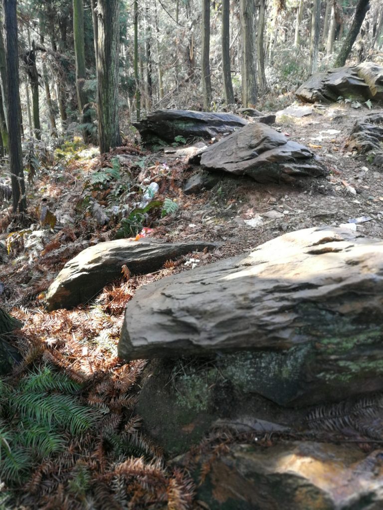 图片[9]-2018春节过后登上山顶只为看一下这棵1400多年的老树-万荀网