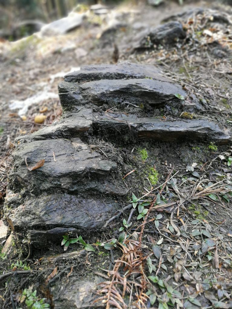 图片[10]-2018春节过后登上山顶只为看一下这棵1400多年的老树-万荀网