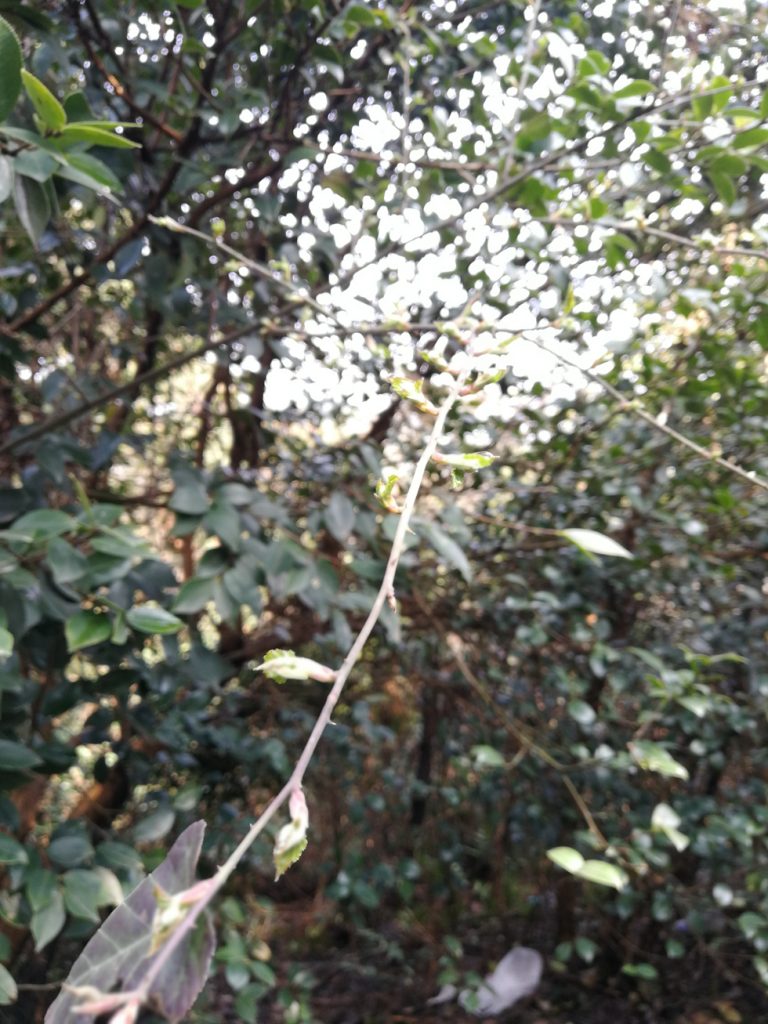 图片[8]-2018春节过后登上山顶只为看一下这棵1400多年的老树-万荀网