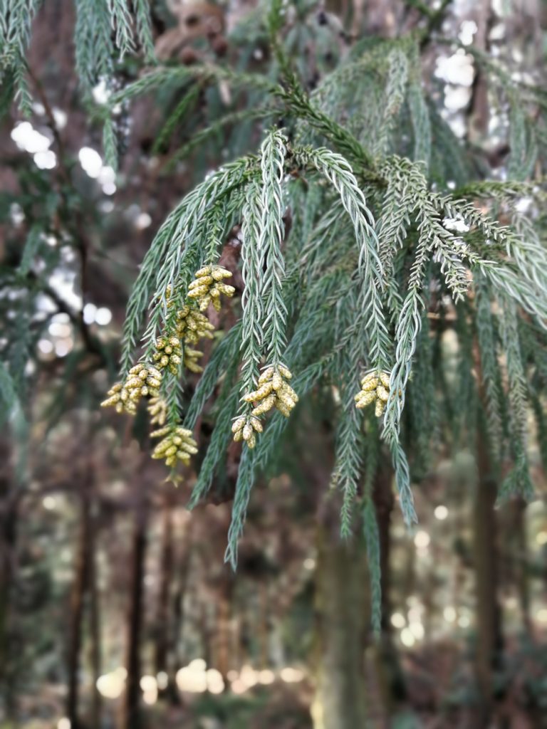 图片[2]-2018春节过后登上山顶只为看一下这棵1400多年的老树-万荀网