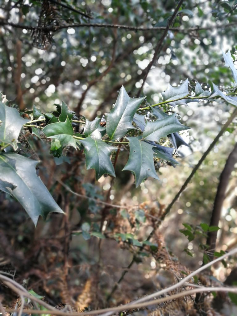 2018春节过后登上山顶只为看一下这棵1400多年的老树-万荀网