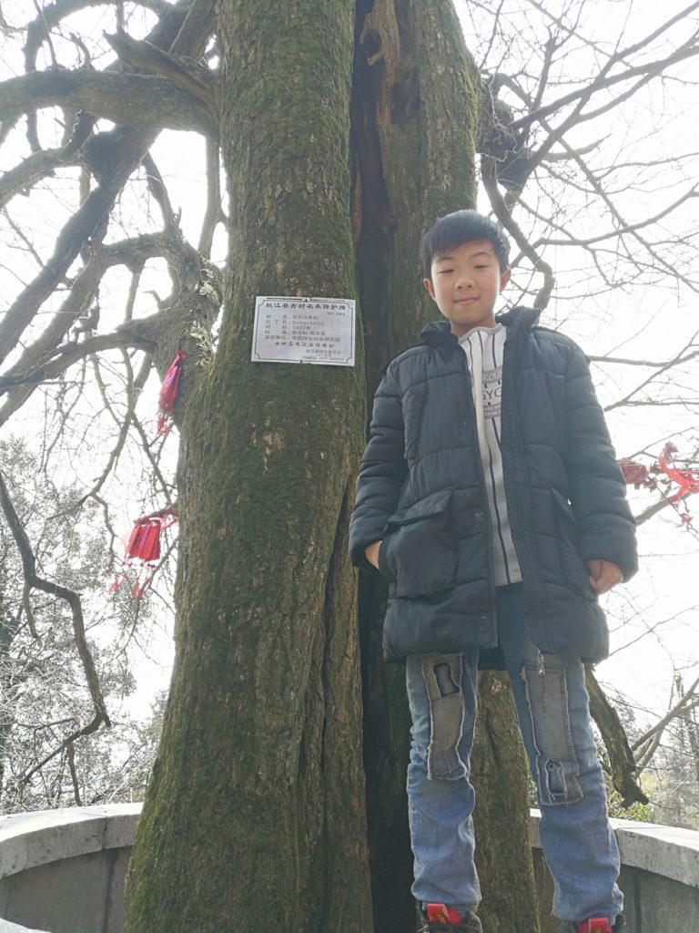图片[14]-2018春节过后登上山顶只为看一下这棵1400多年的老树-万荀网