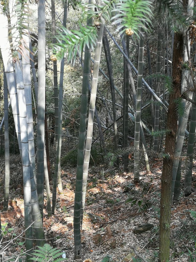 图片[12]-2018春节过后登上山顶只为看一下这棵1400多年的老树-万荀网