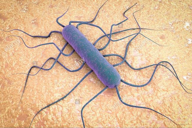 论生熟食分开的必要性，身为孕妇或正在备孕的你看了吗-万荀网