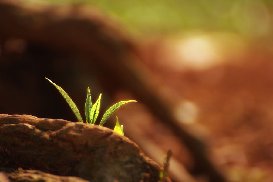 生命的价值-万荀网