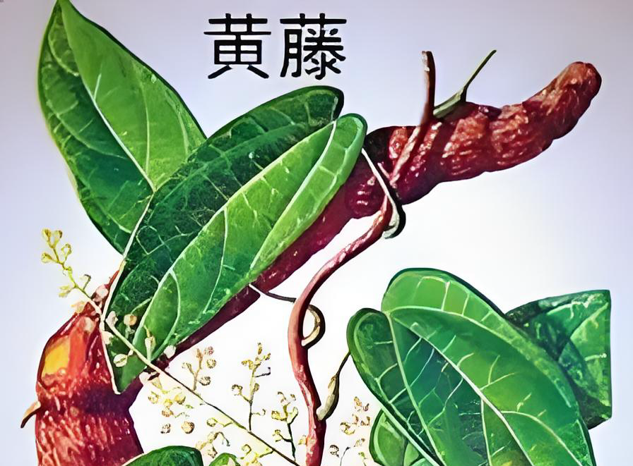 图片[2]-黄藤素-万荀网