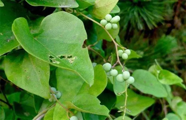 防己￼￼-万荀网