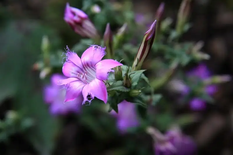 红花龙胆-万荀网