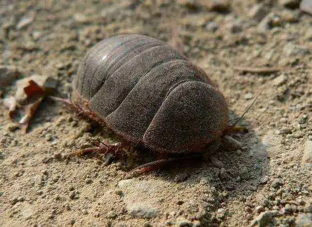 土鳖虫（䗪虫）-万荀网