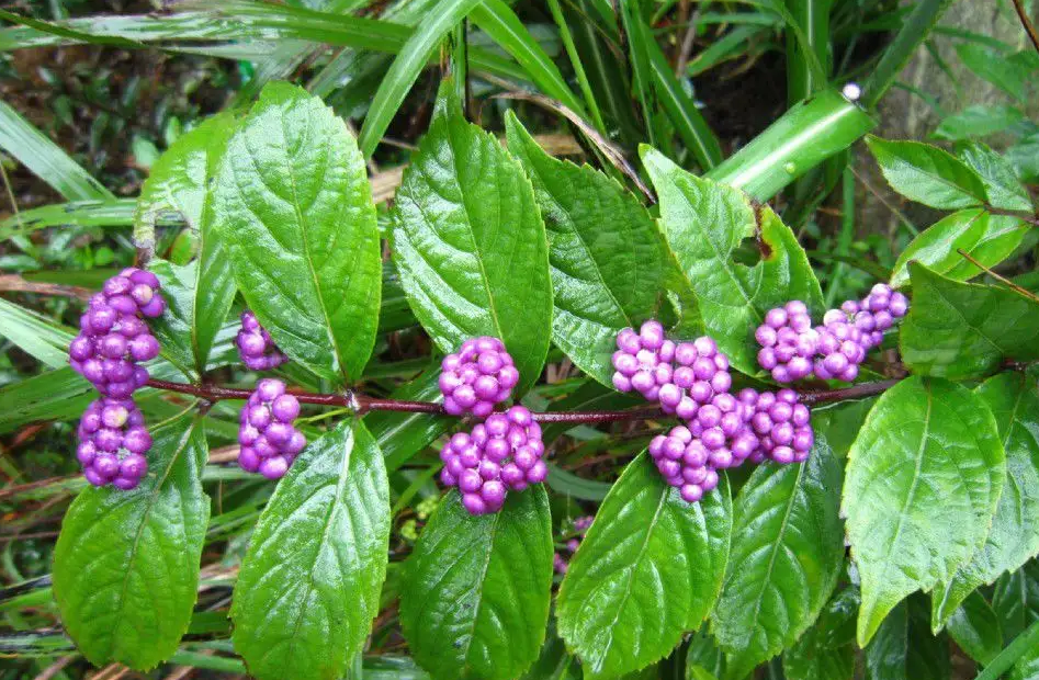 大叶紫珠-万荀网