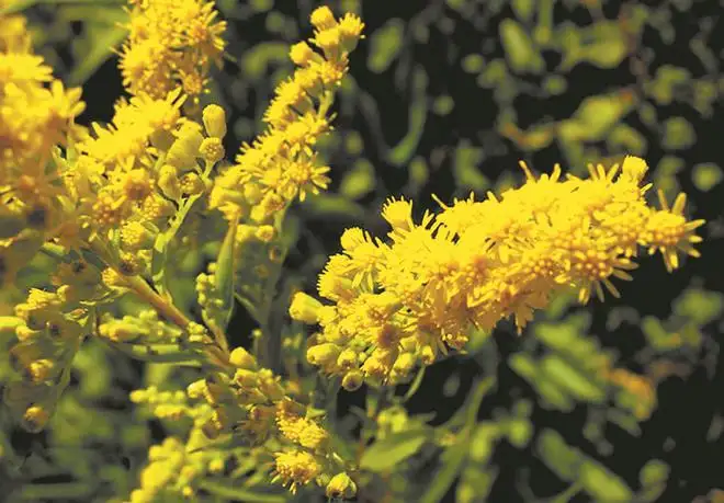 一枝黄花-万荀网