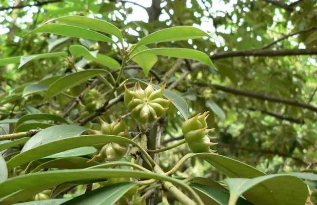 八角茴香-万荀网