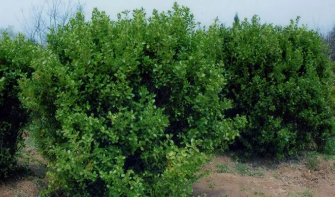 环维黄杨星D-万荀网