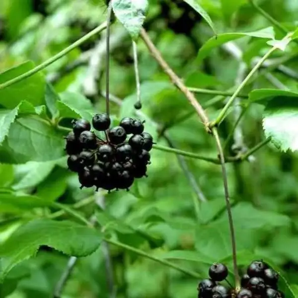 刺五加浸膏-万荀网