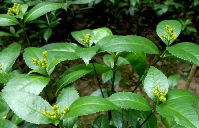 肿节风浸膏-万荀网