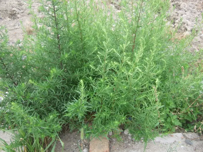 茵陈提取物-万荀网