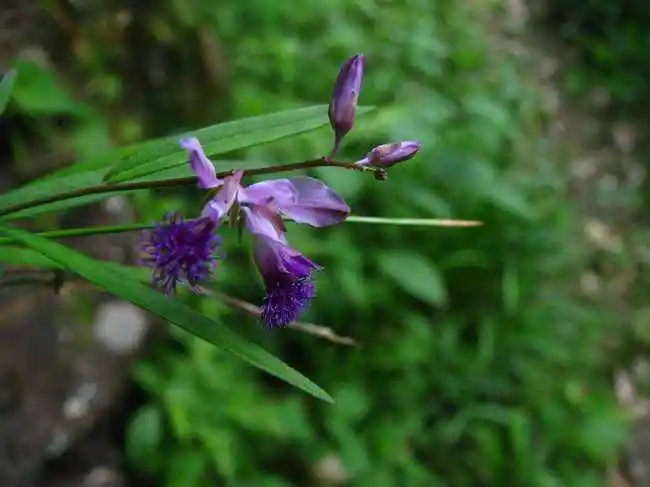 姜流浸膏-万荀网