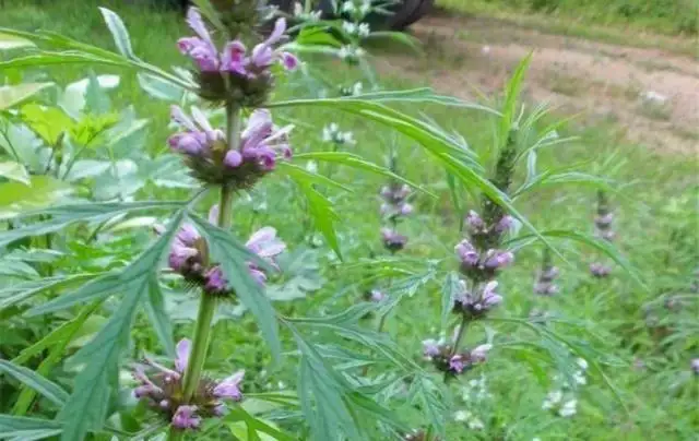 益母草流浸膏-万荀网