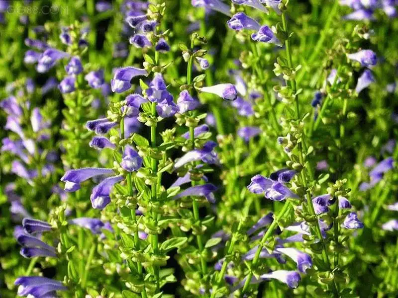 黄芩提取物-万荀网