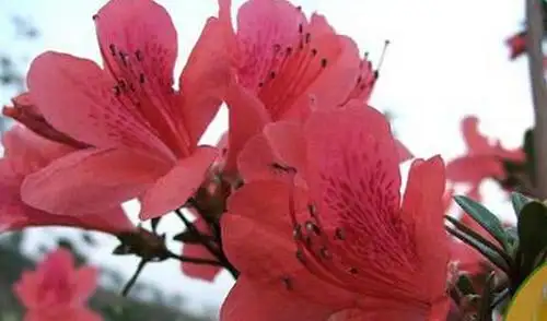 满山红油-万荀网