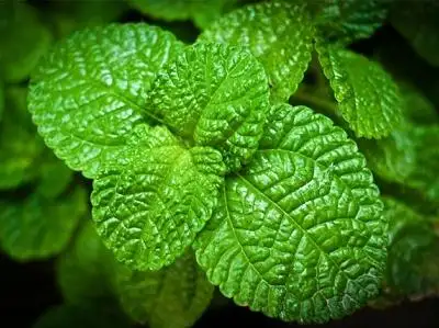 薄荷素油-万荀网