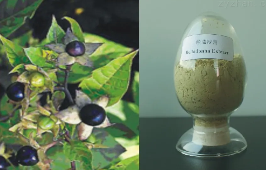 颠茄浸膏-万荀网