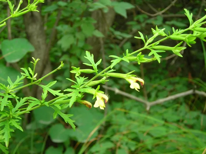 北刘寄奴-万荀网