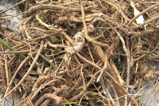 图片[2]-清热解毒,消肿利咽,火毒蕴结,乳蛾喉痹,咽喉肿痛,齿龈肿痛,口舌生疮