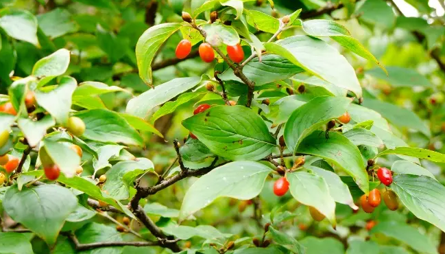 山茱萸-万荀网