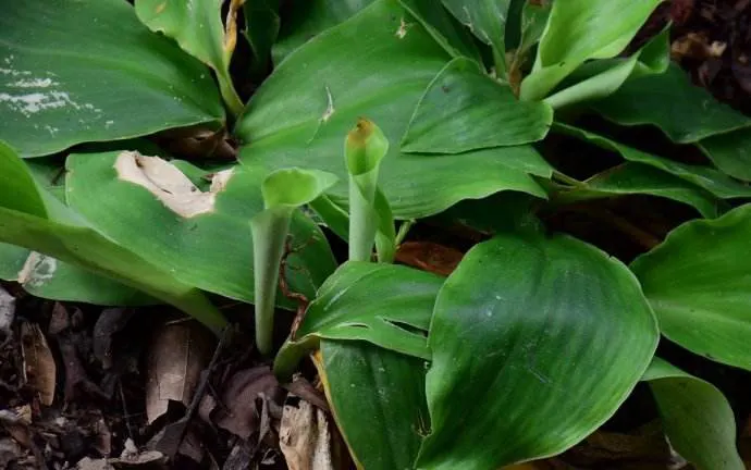 图片[2]-山柰-万荀网