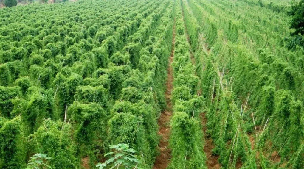 图片[2]-山药-万荀网